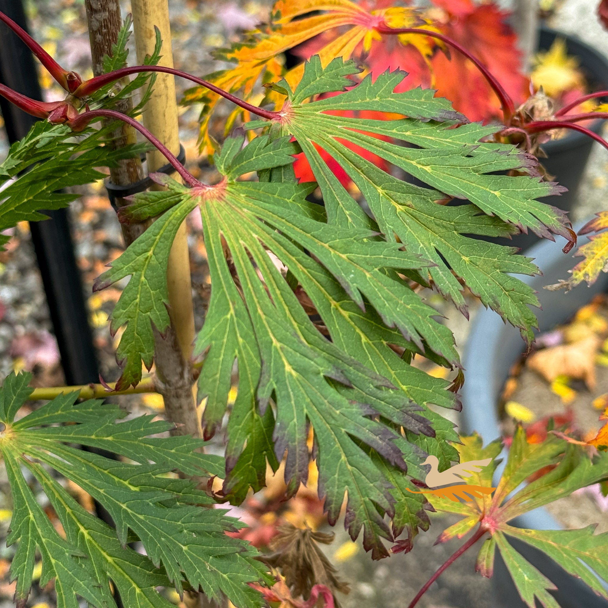 Acer japonicum Aconitifolium Full Moon - 33cm Pot