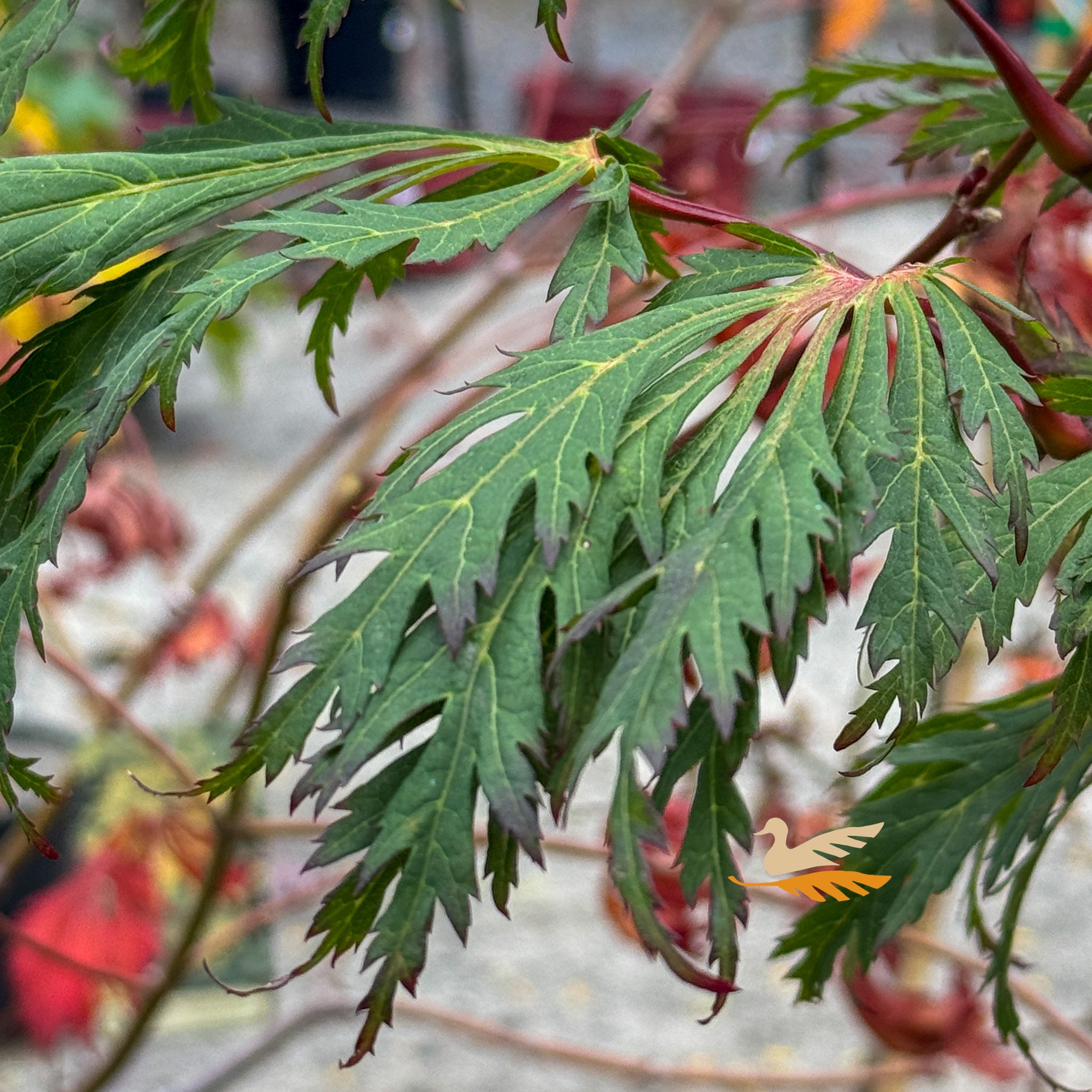 Acer Japonicum Aconitifolium Full Moon - 25cm Pot