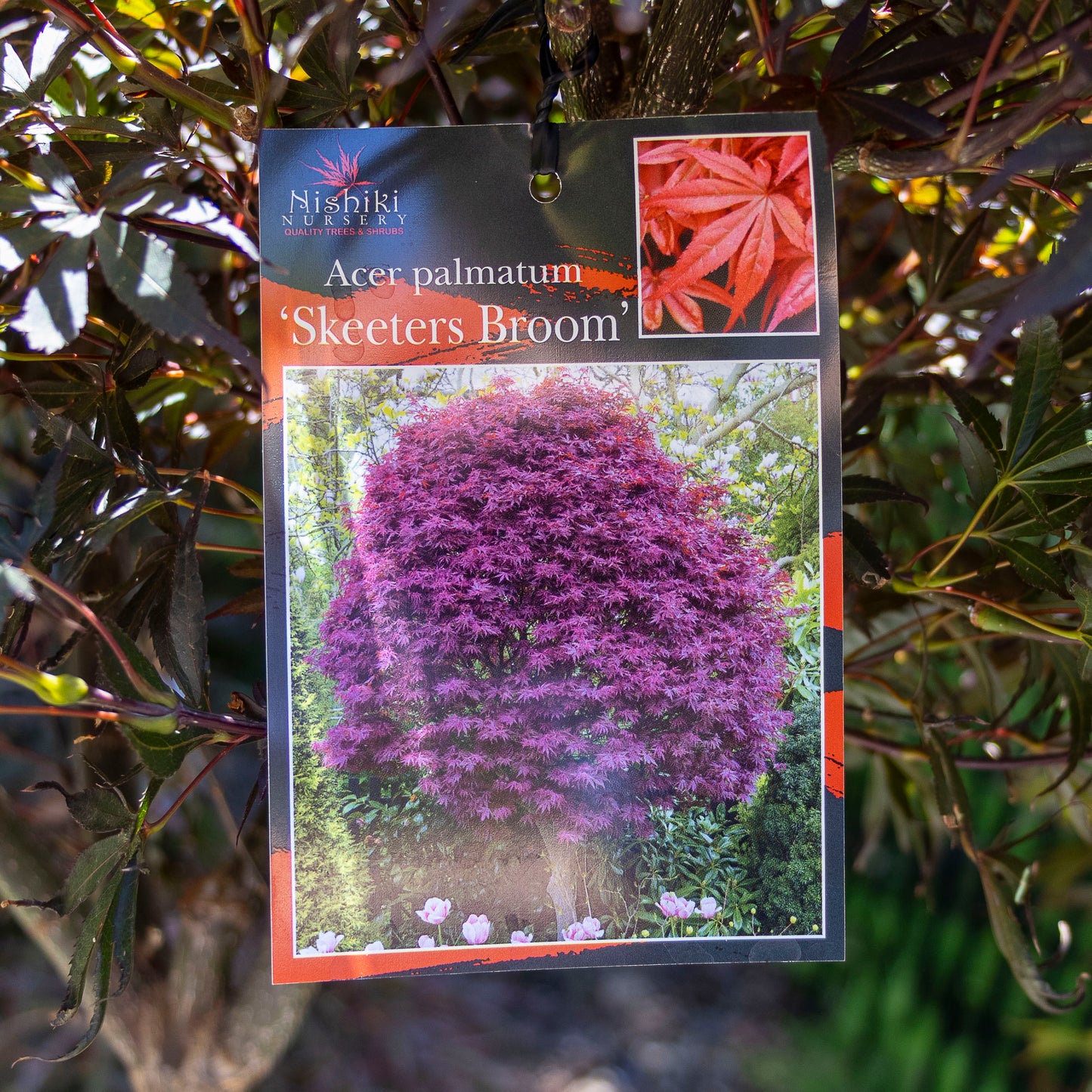 Acer Skeeters Broom - 25cm Pot