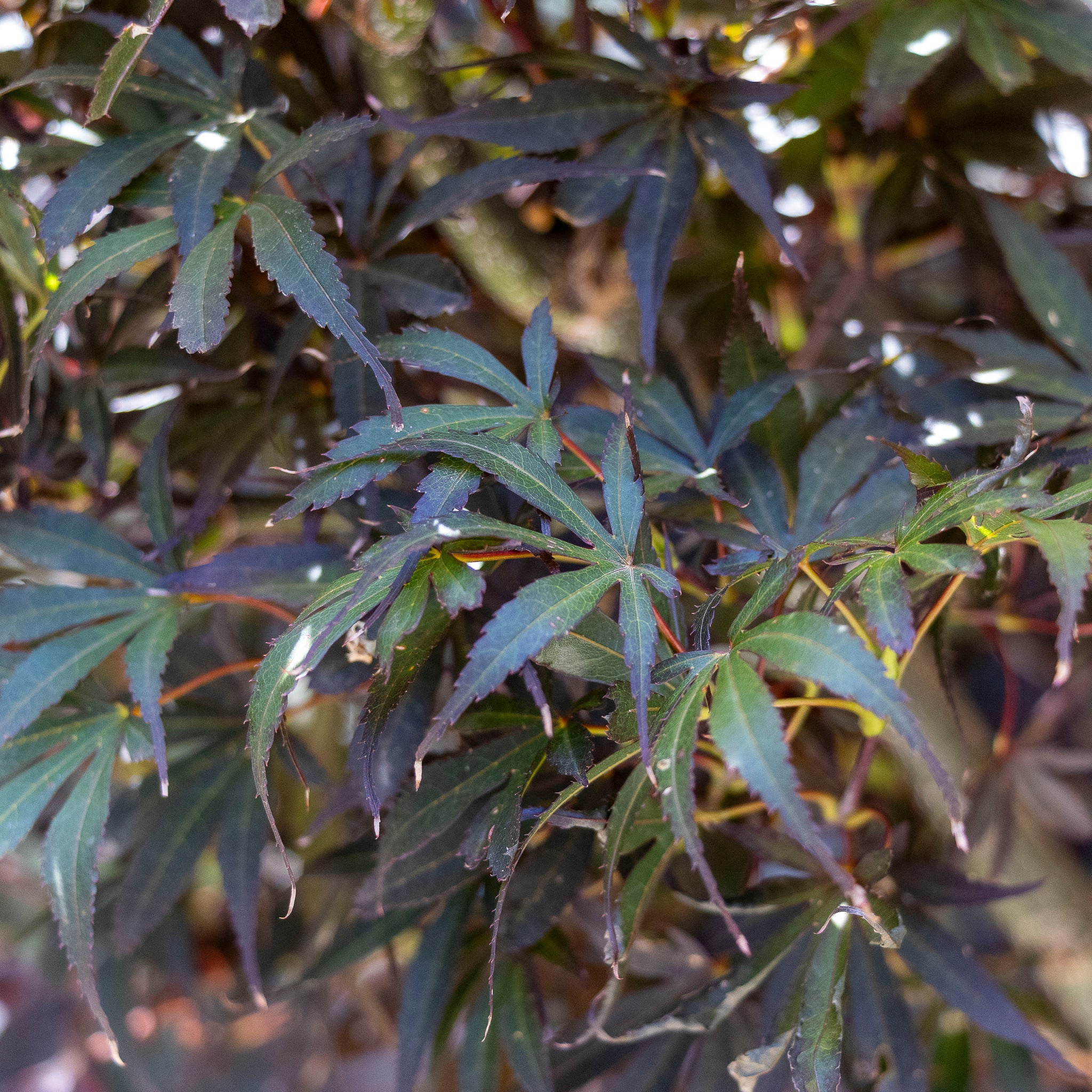 Acer Skeeters Broom - 25cm Pot