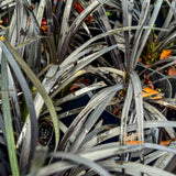 Ophiopogon Nigrescens Black Mondo - 7cm Pot