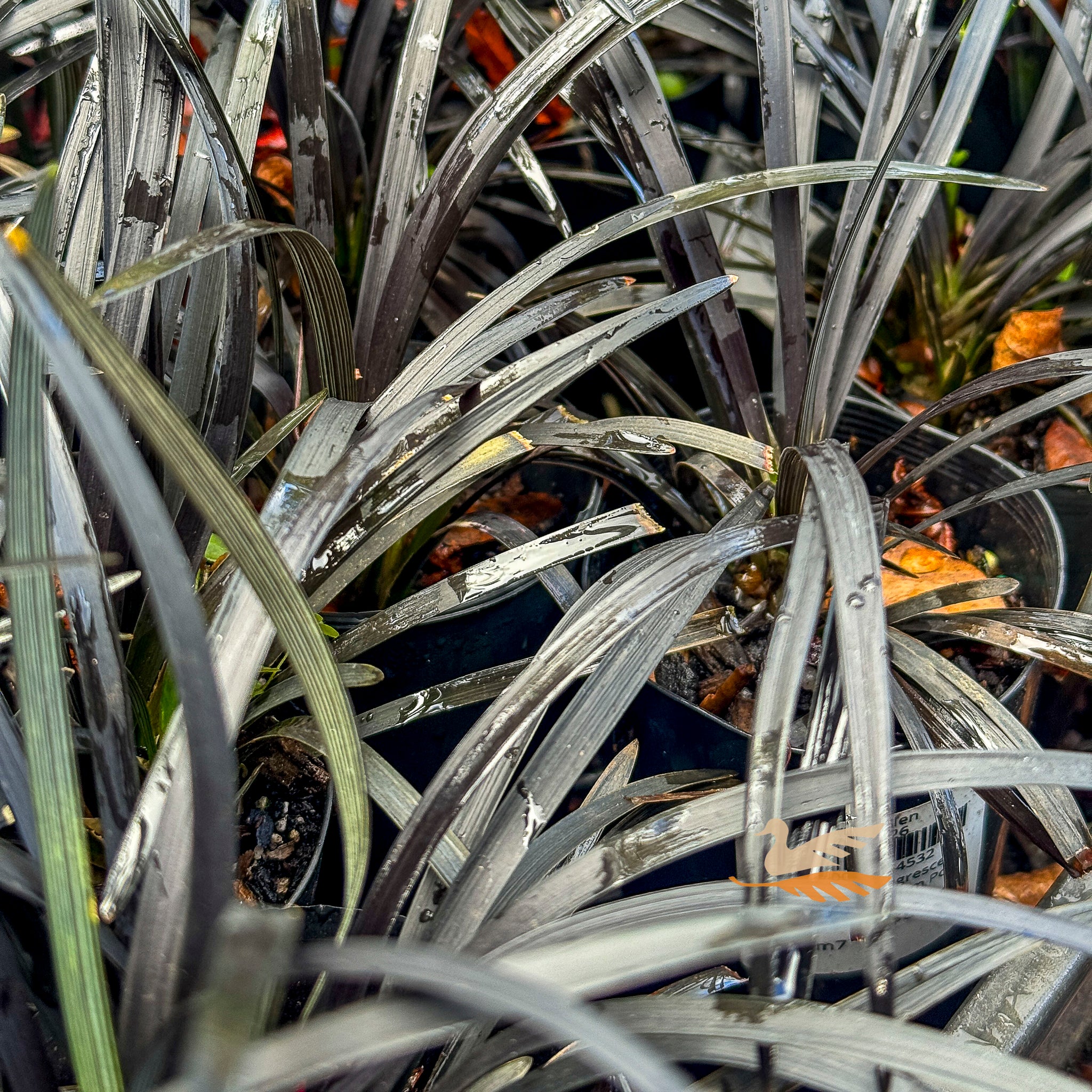 Ophiopogon Nigrescens Black Mondo - 7cm Pot