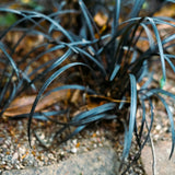Ophiopogon Nigrescens Black Mondo - 7cm Pot