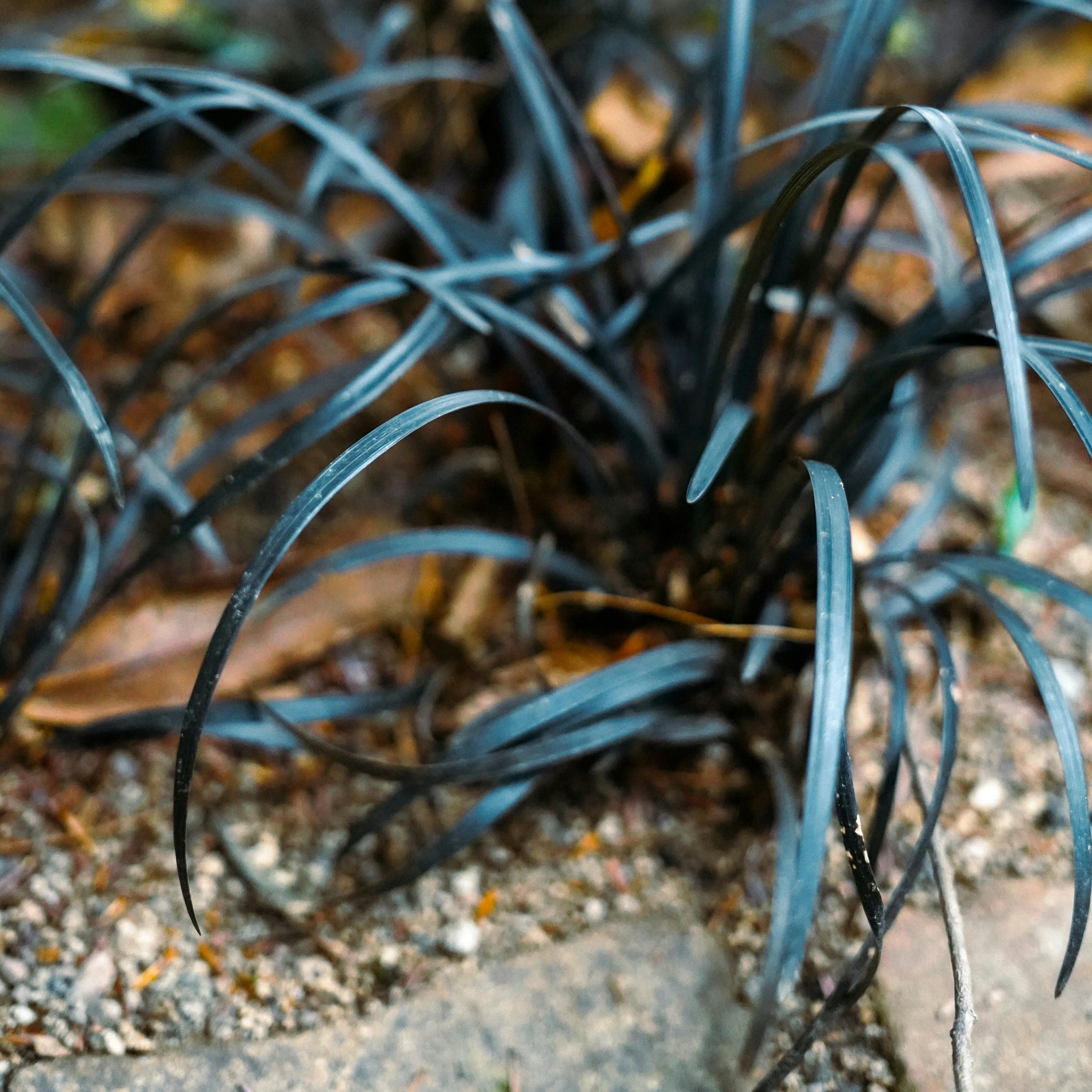 Ophiopogon Nigrescens Black Mondo - 7cm Pot