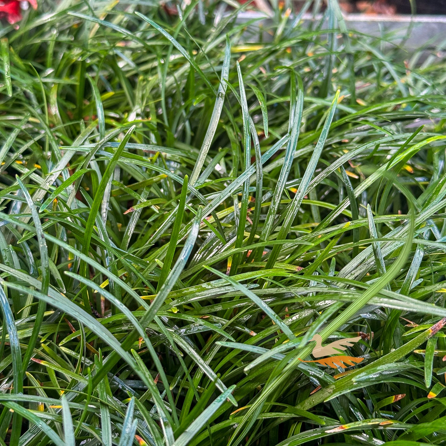 Ophiopogon Tall Mondo Grass - 7cm Pot