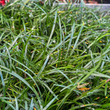 Ophiopogon Tall Mondo Grass - 7cm Pot