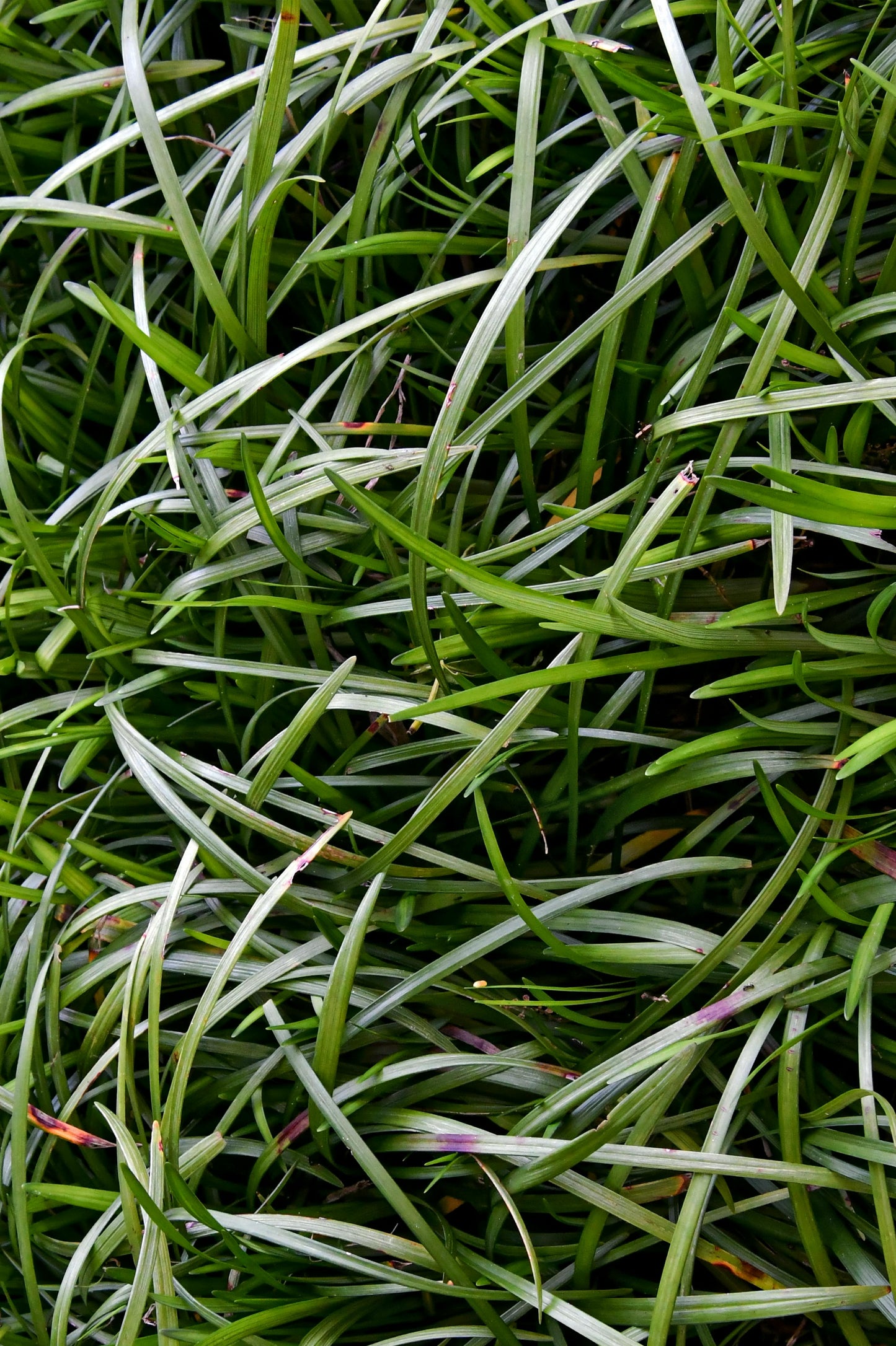 Ophiopogon Tall Mondo Grass - 7cm Pot
