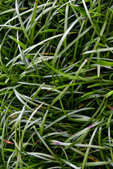 Ophiopogon Tall Mondo Grass - 7cm Pot