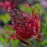 Grevillea Robyn Gordon - 20cm Pot