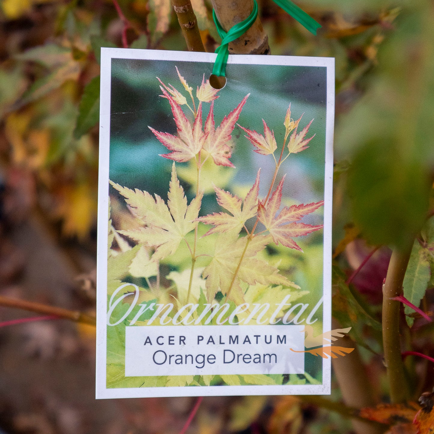 Acer Palmatum Orange Dream - 25cm Pot