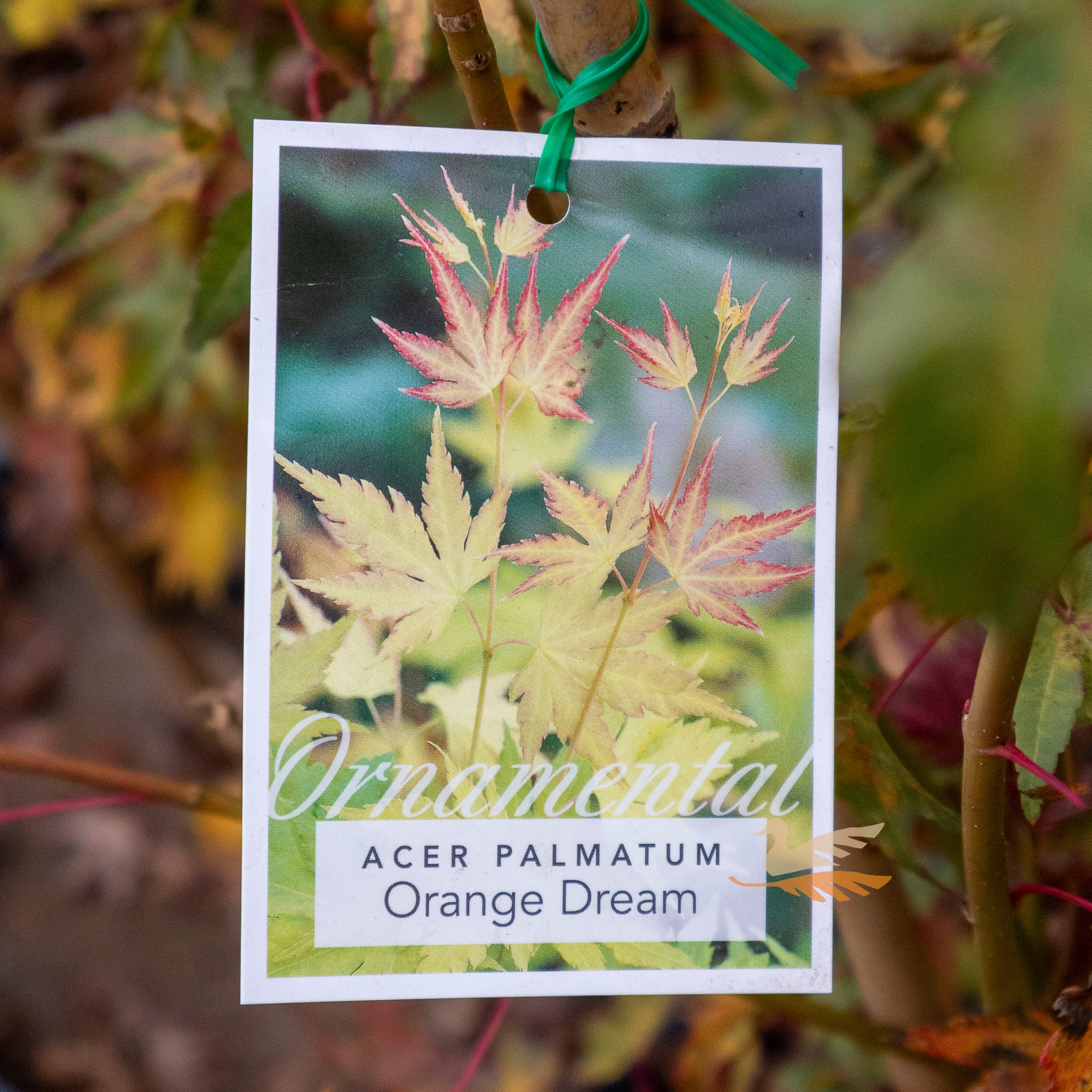 Acer Palmatum Orange Dream - 33cm Pot