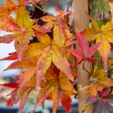 Acer Palmatum Orange Dream - 33cm Pot