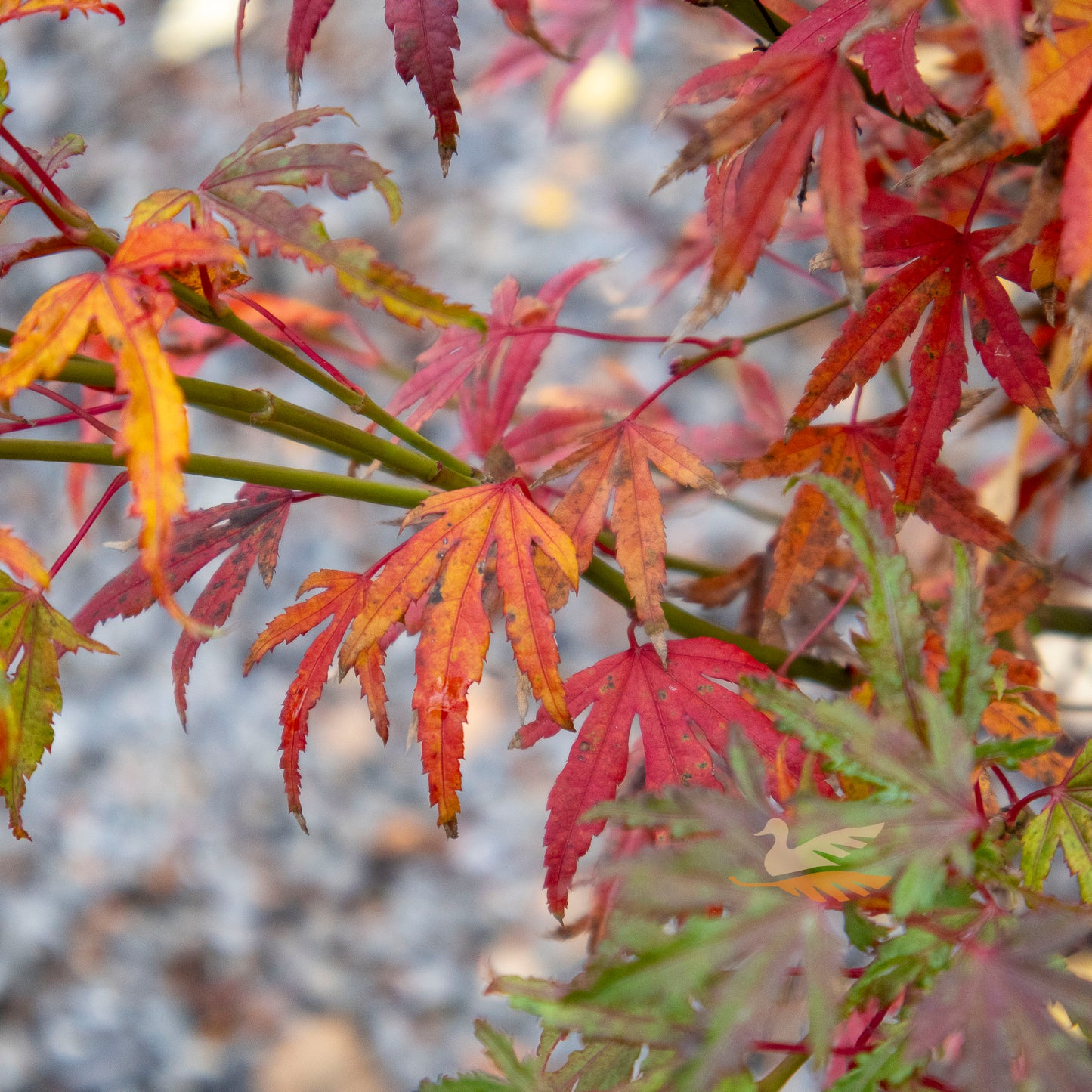 Acer Ao Kanzashi - 33cm Pot