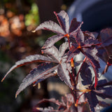 Acer Palmatum Nishiki's Red Spire - 25cm Pot