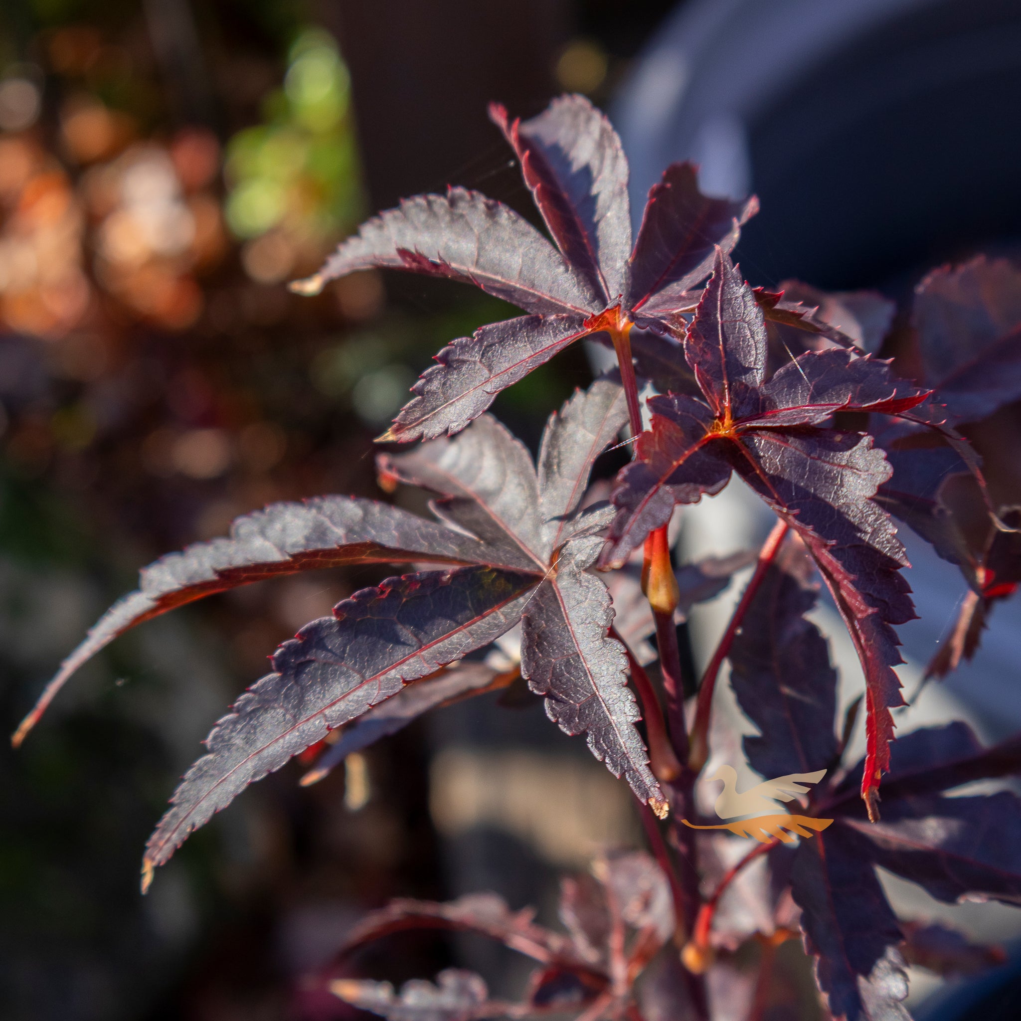 Acer Palmatum Nishiki's Red Spire - 25cm Pot