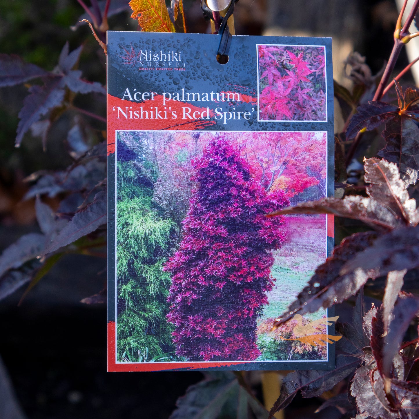 Acer Palmatum Nishiki's Red Spire - 25cm Pot