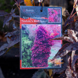 Acer Palmatum Nishiki's Red Spire - 25cm Pot