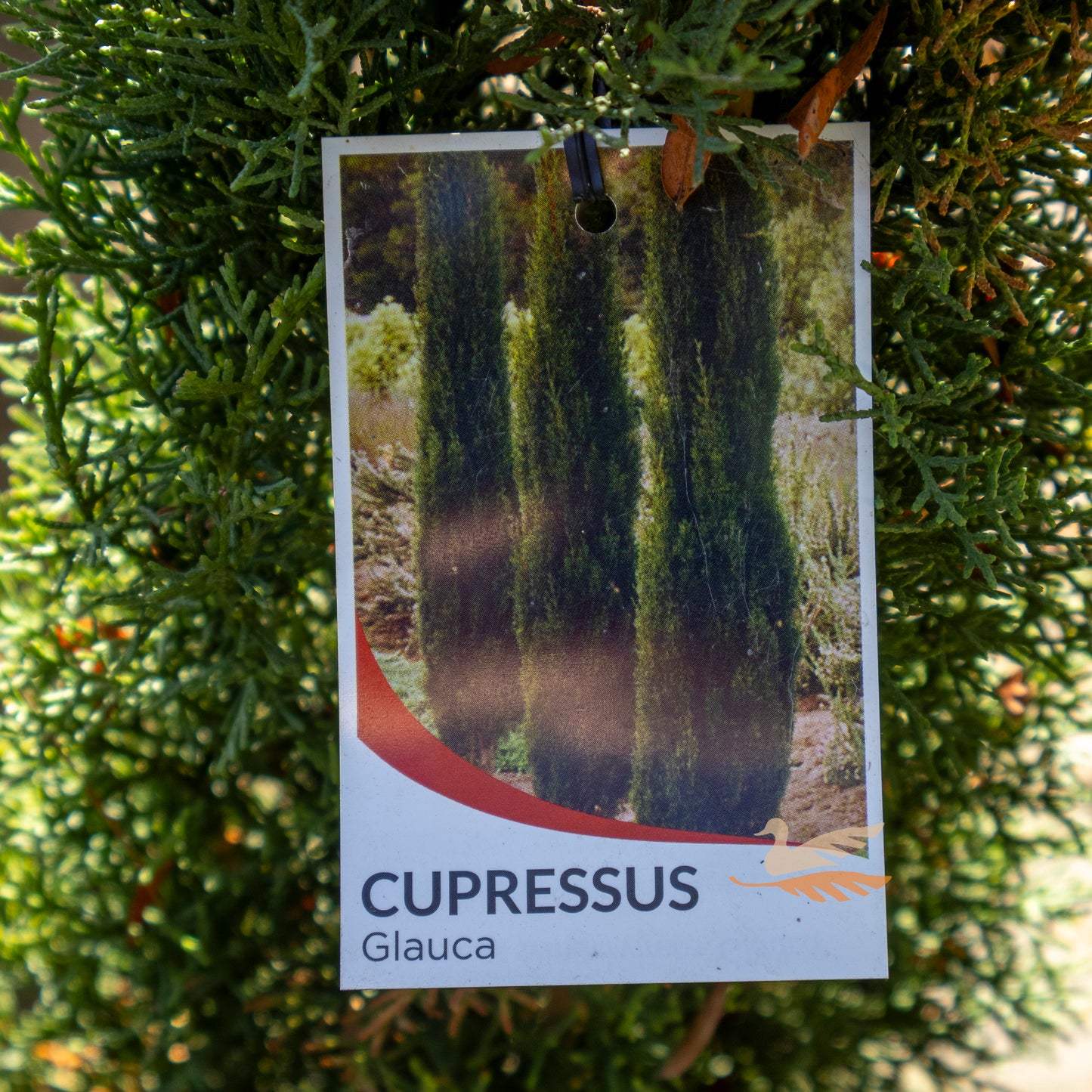 Cupressus Glauca - 20cm Pot
