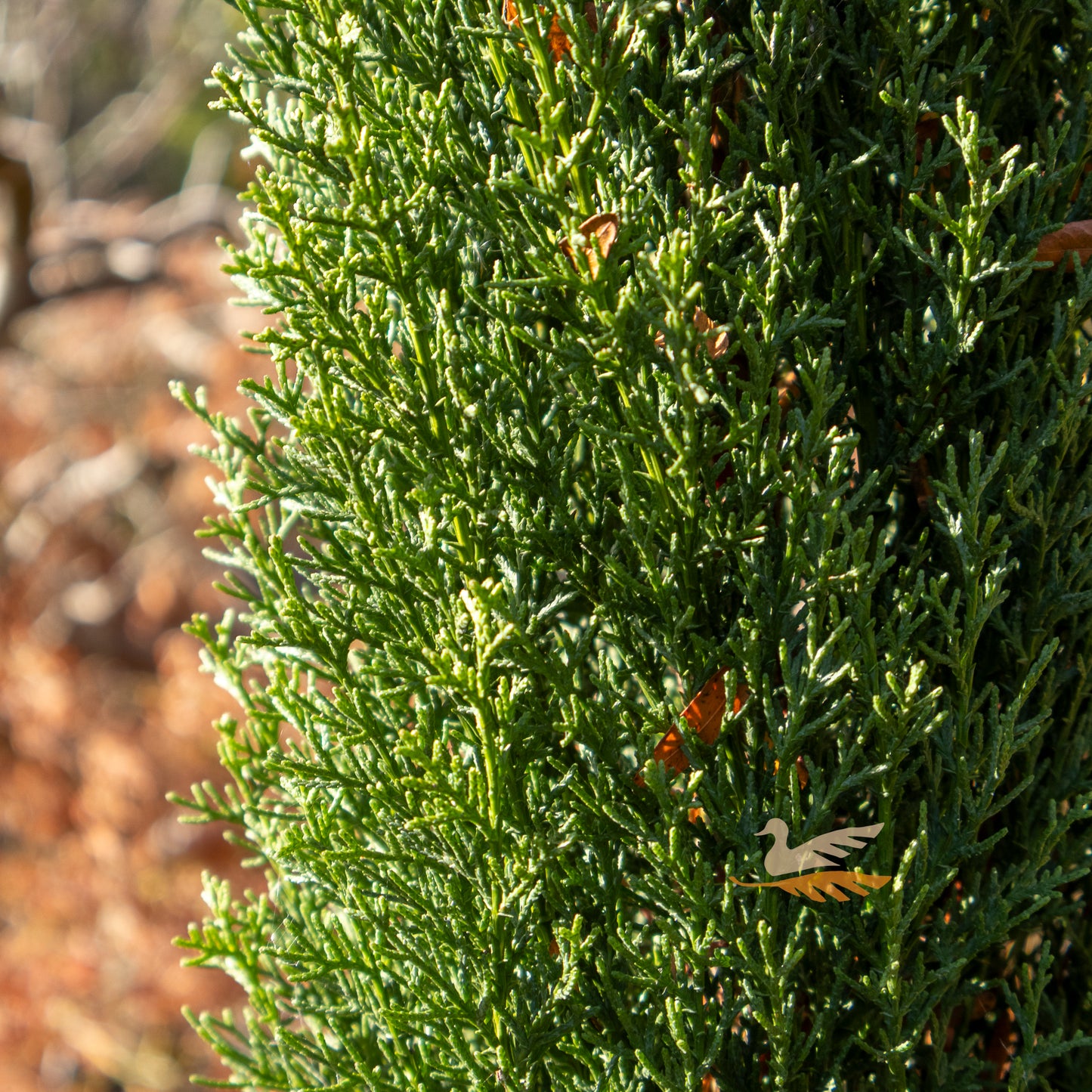 Cupressus Glauca - 20cm Pot