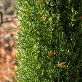 Cupressus Glauca - 20cm Pot