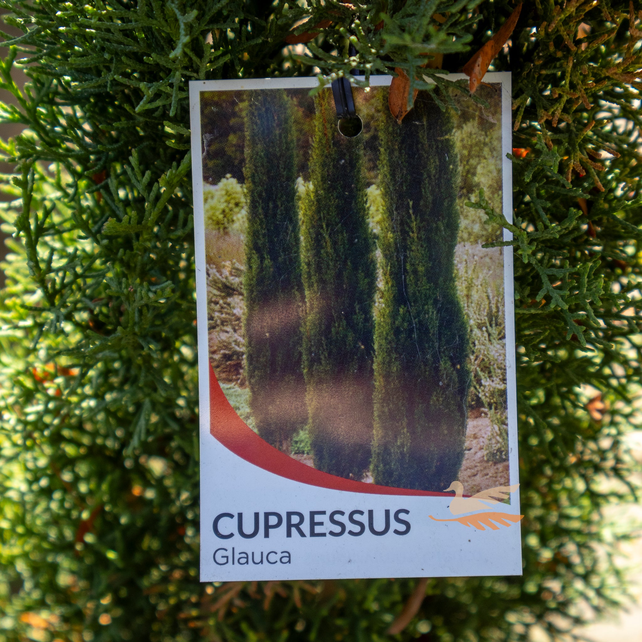 Cupressus Glauca - 33cm Pot