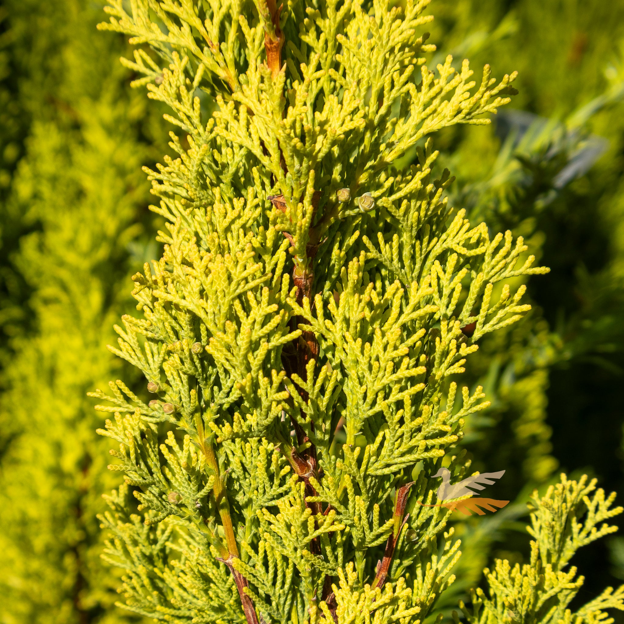 Cupressus Swanes Gold - 20cm Pot