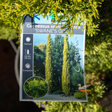 Cupressus Swanes Gold - 20cm Pot