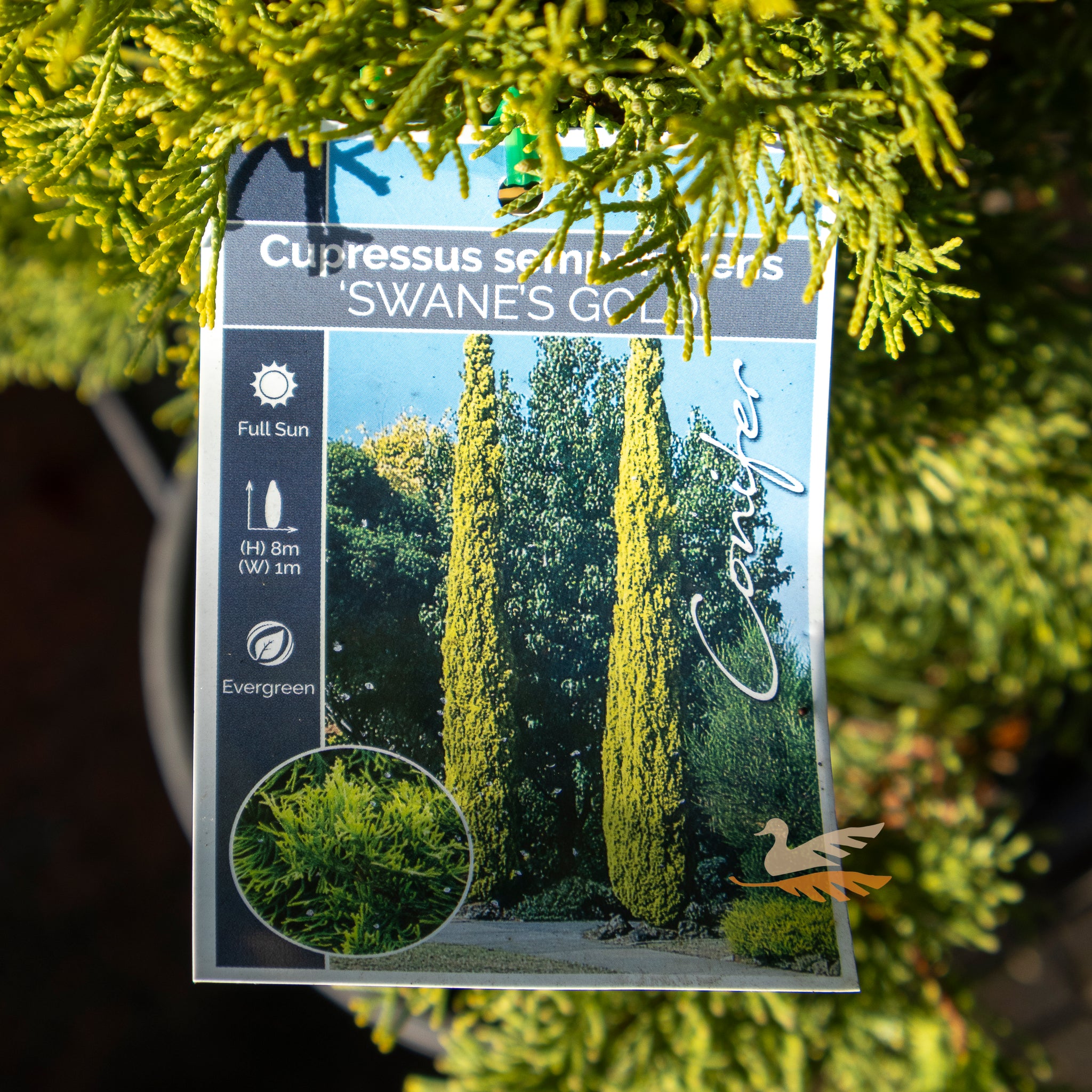 Cupressus Swanes Gold - 20cm Pot