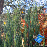 Juniperus Blue Arrow - 25cm Pot