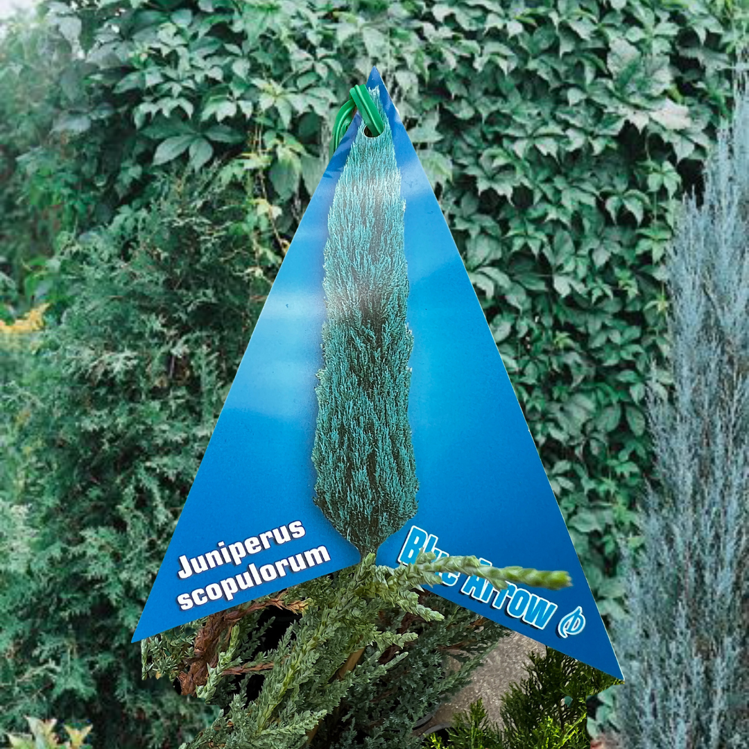 Juniperus Blue Arrow - 25cm Pot