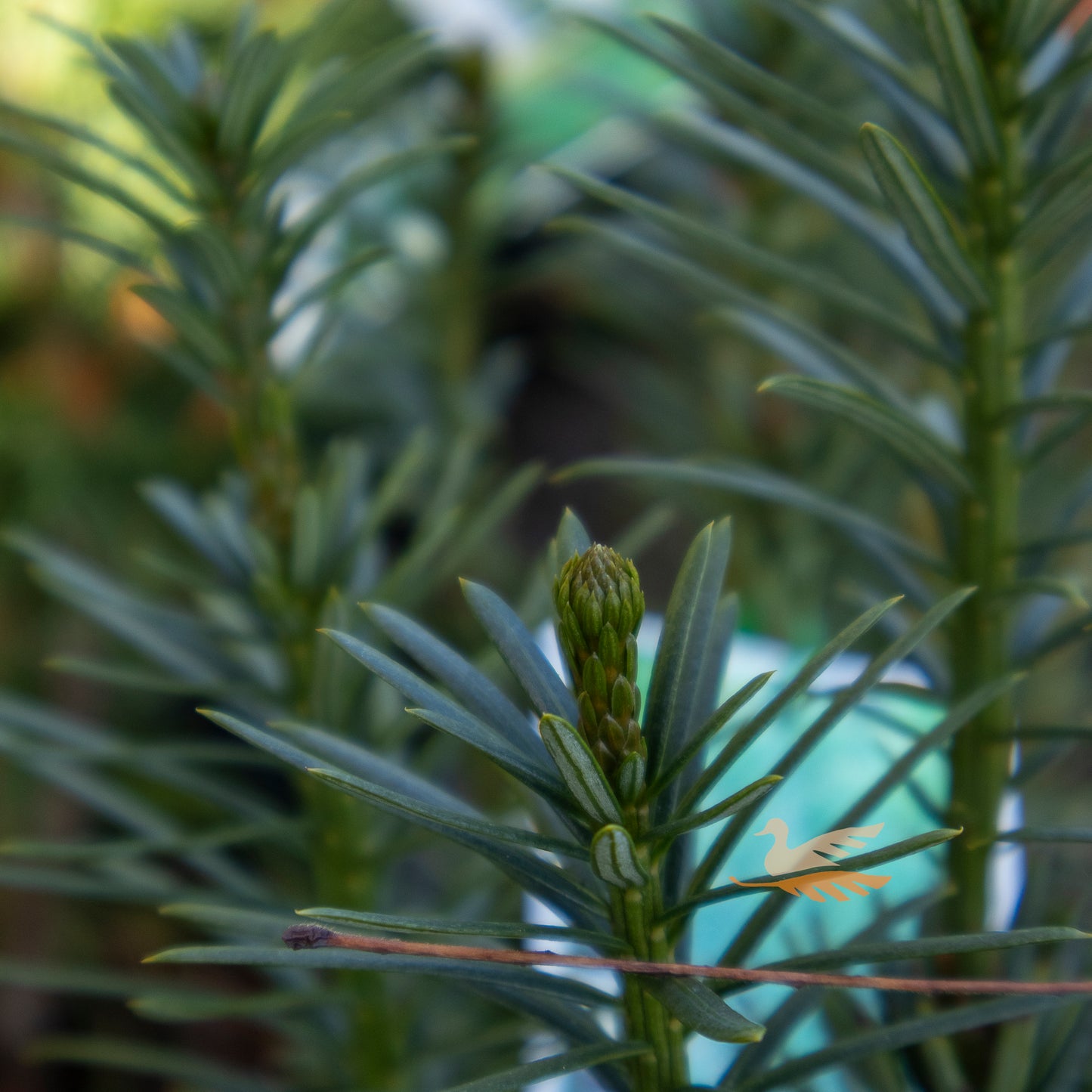 Cephalotaxus Plum Yew - 20cm Pot
