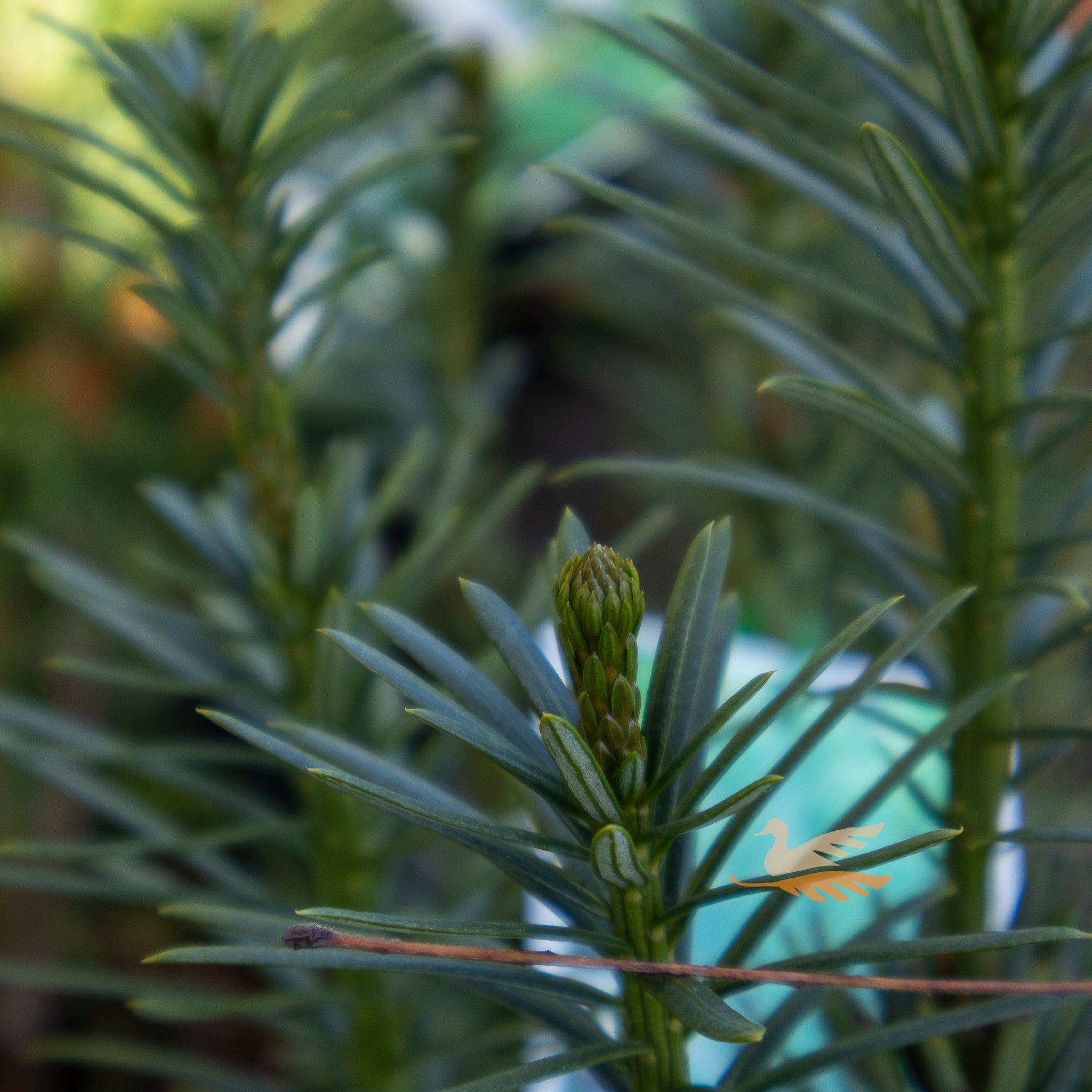Cephalotaxus Plum Yew - 20cm Pot