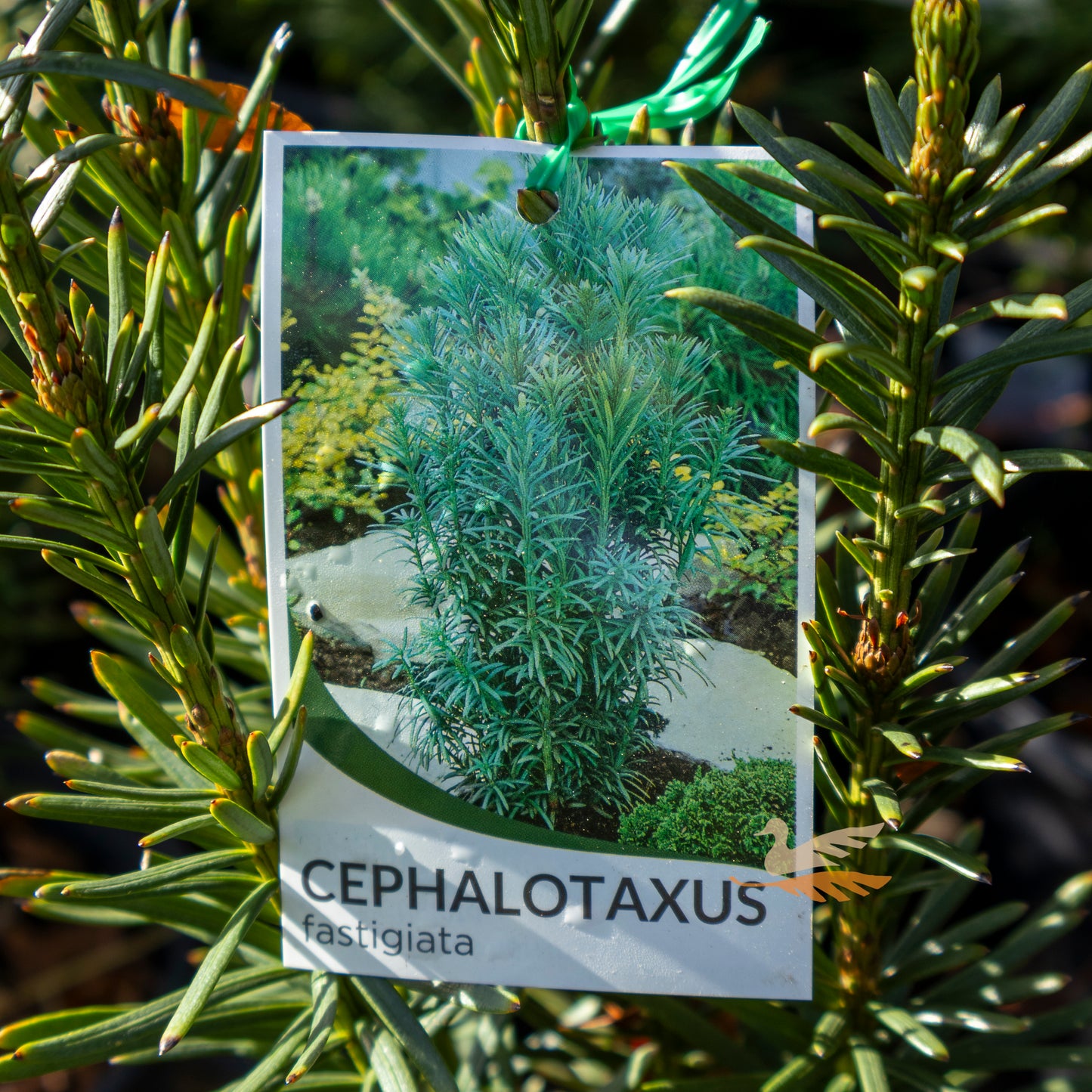 Cephalotaxus Plum Yew - 20cm Pot