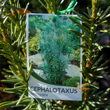Cephalotaxus Plum Yew - 20cm Pot