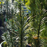 Cephalotaxus Plum Yew - 20cm Pot