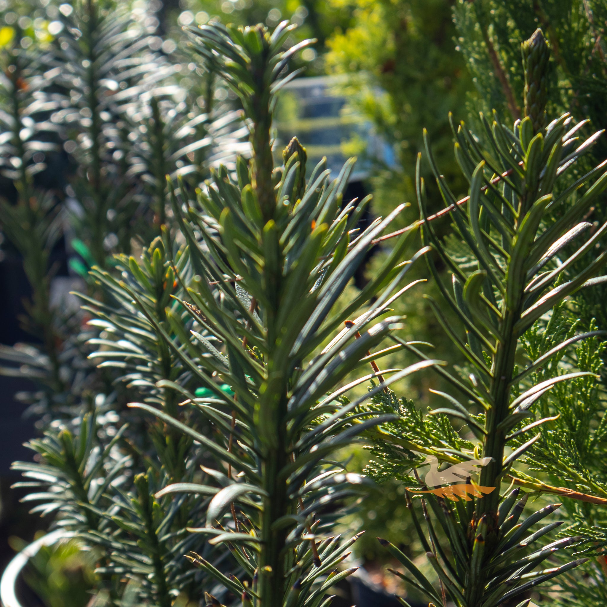 Cephalotaxus Plum Yew - 20cm Pot