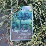 Cupressus Greenstead Standard - 25cm Pot