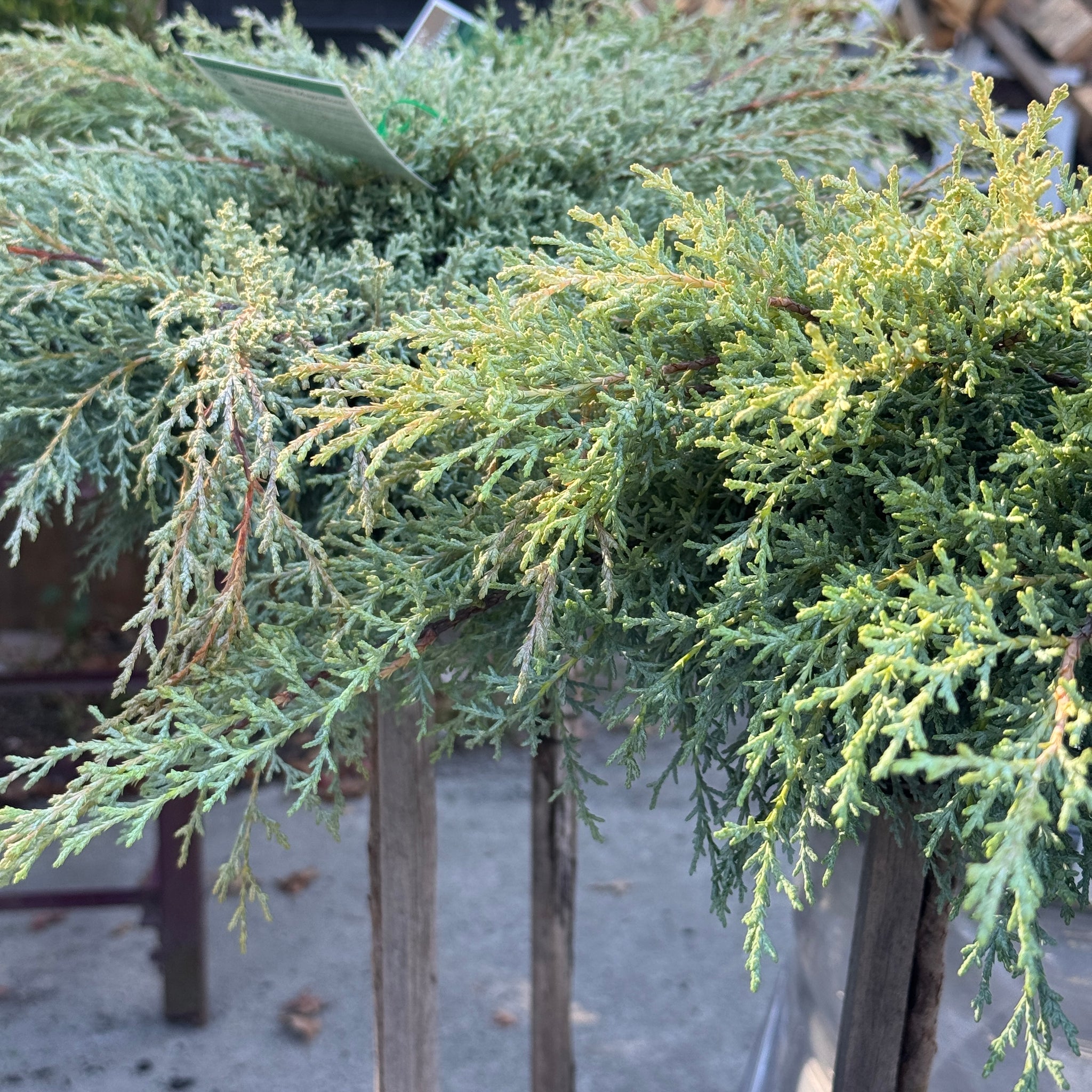 Cupressus Greenstead Standard - 25cm Pot