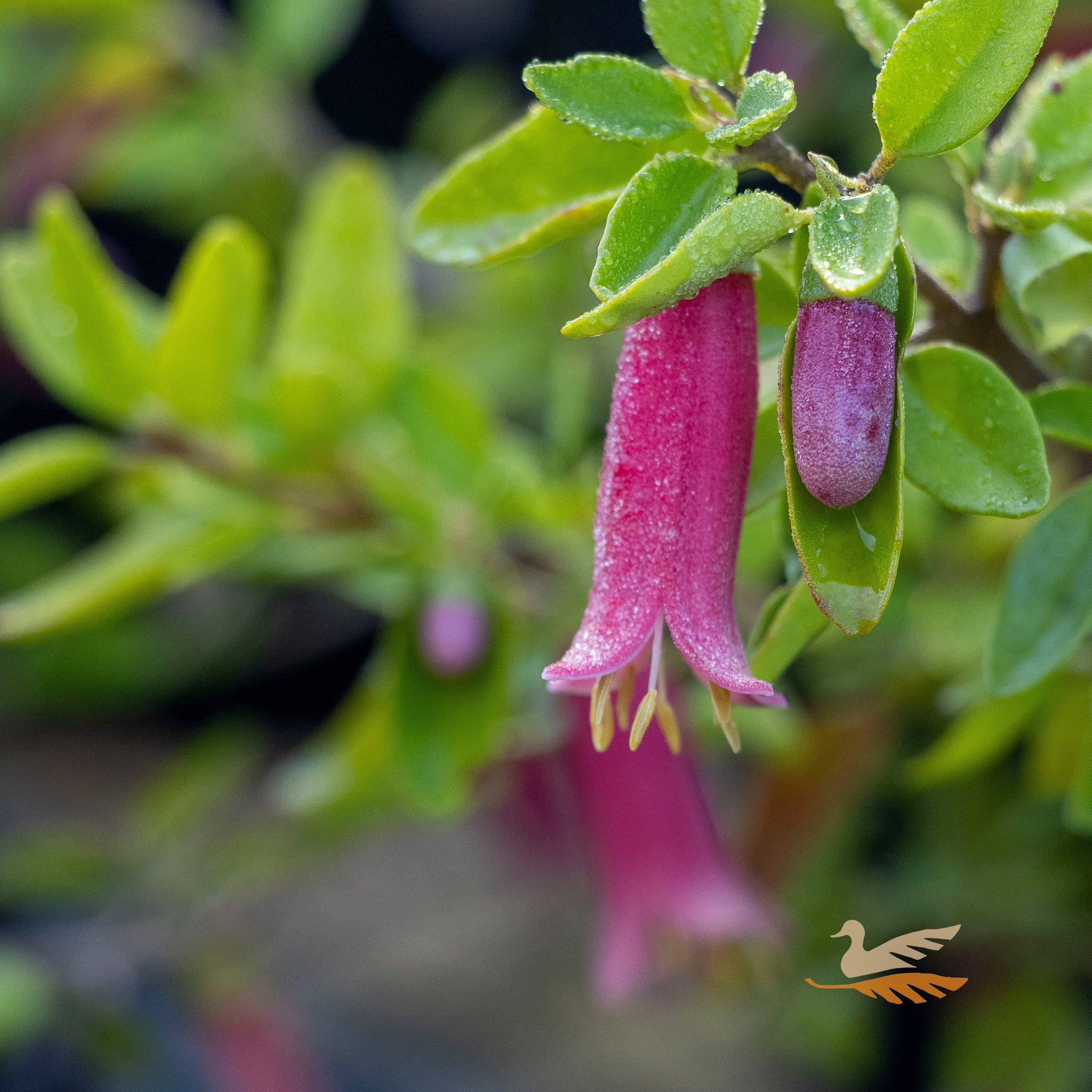 Correa Dusky Bells - 17cm Pot
