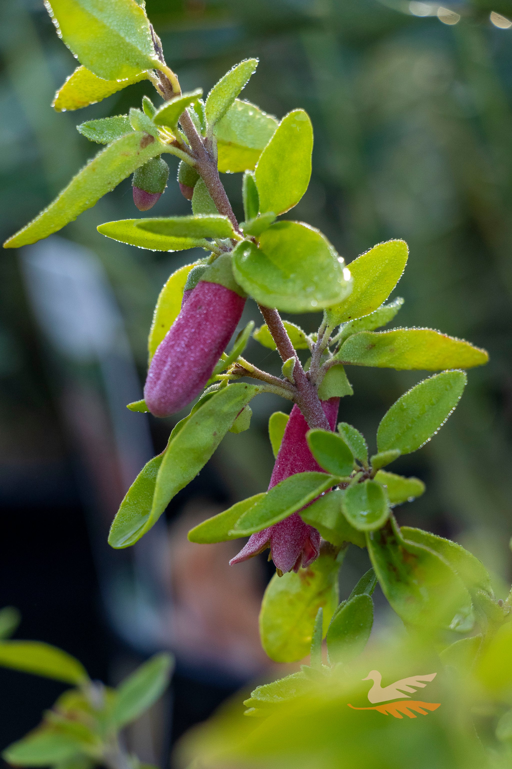 Correa Dusky Bells - 17cm Pot