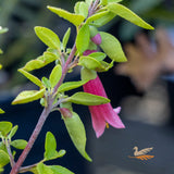 Correa Dusky Bells - 17cm Pot