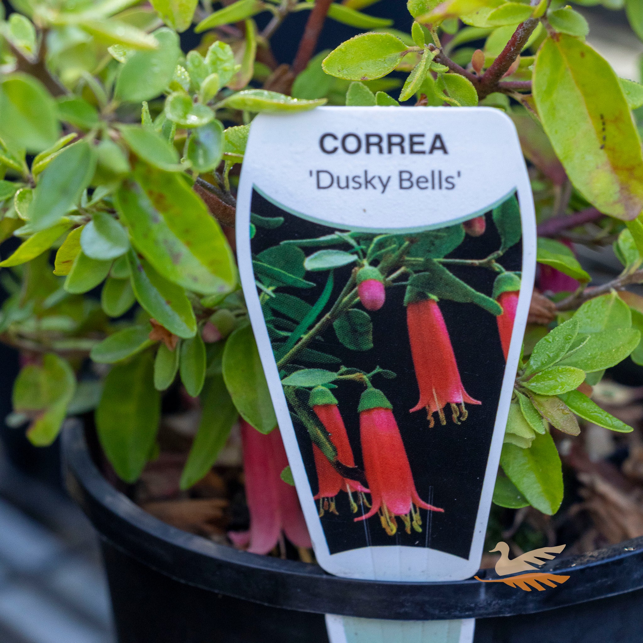 Correa Dusky Bells - 17cm Pot