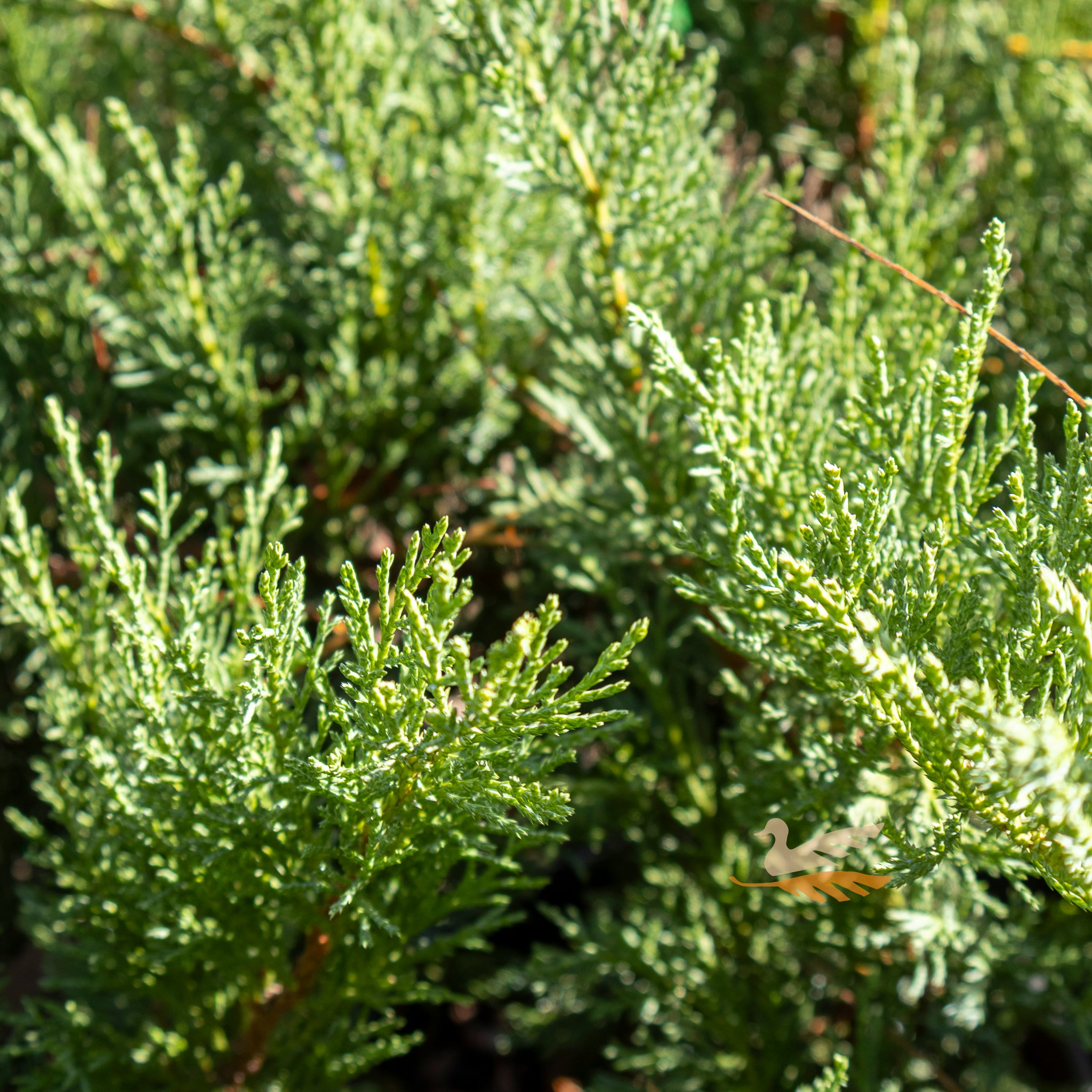 Juniperus Sabina Savin Juniper - 20cm Pot