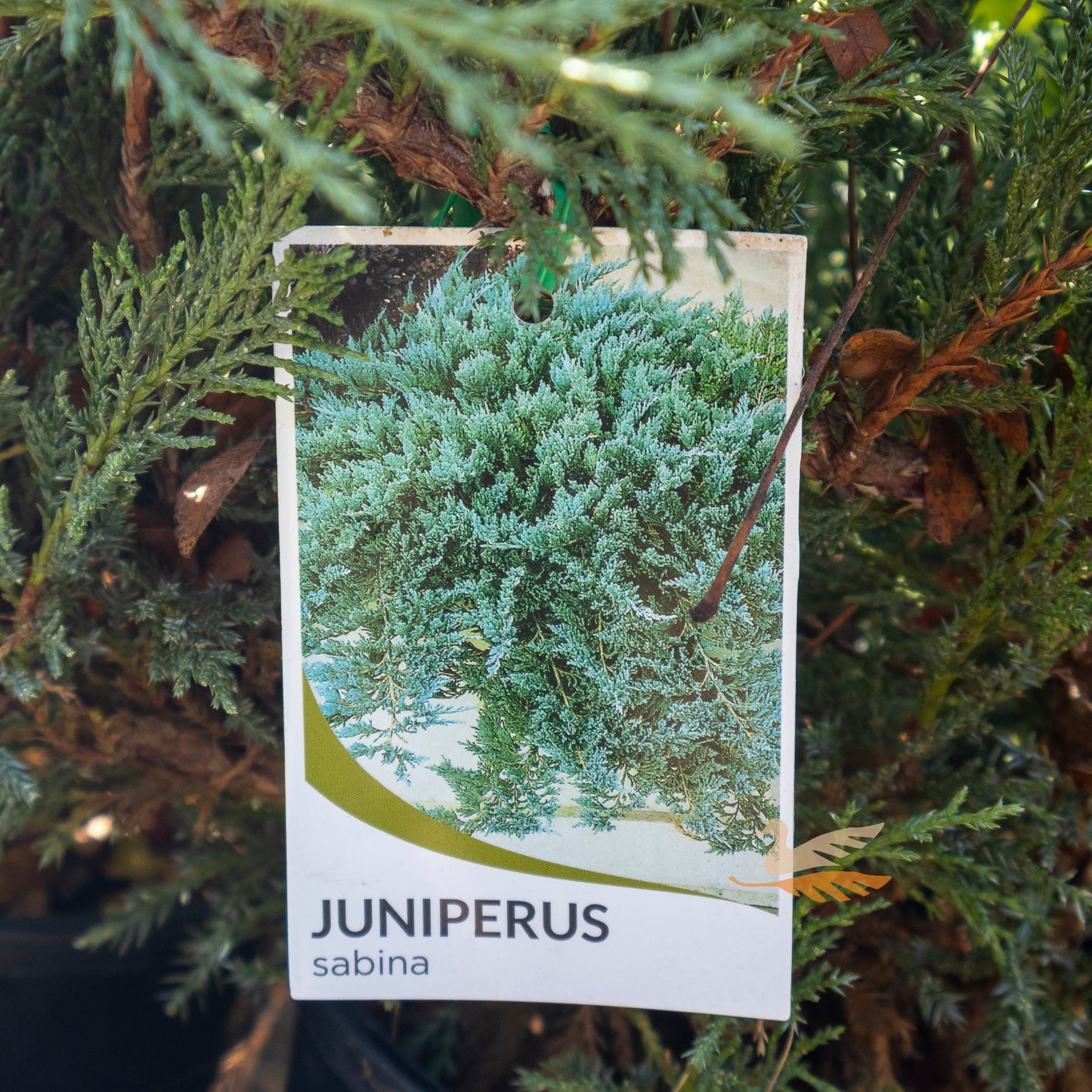 Juniperus Sabina Savin Juniper - 20cm Pot