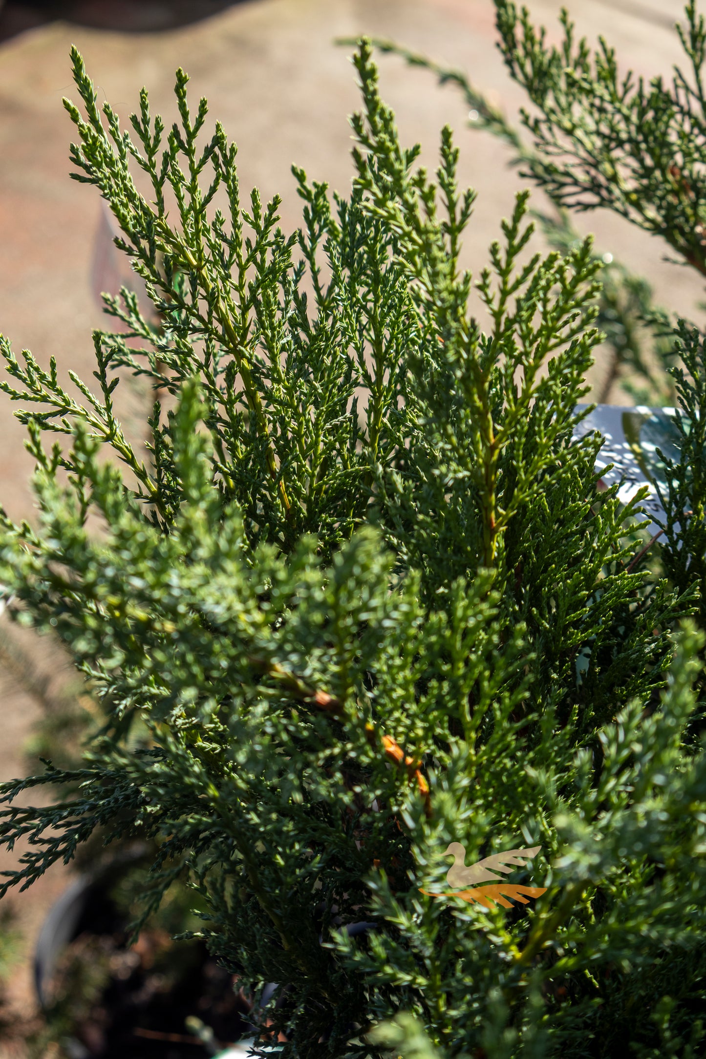 Juniperus Sabina Savin Juniper - 20cm Pot