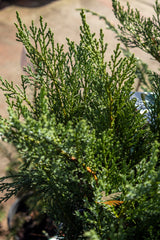 Juniperus Sabina Savin Juniper - 20cm Pot