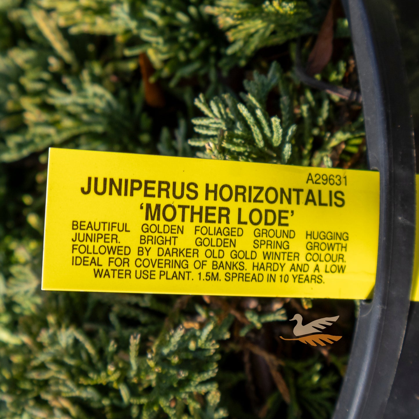 Juniperus Mother Lode - 20cm Pot