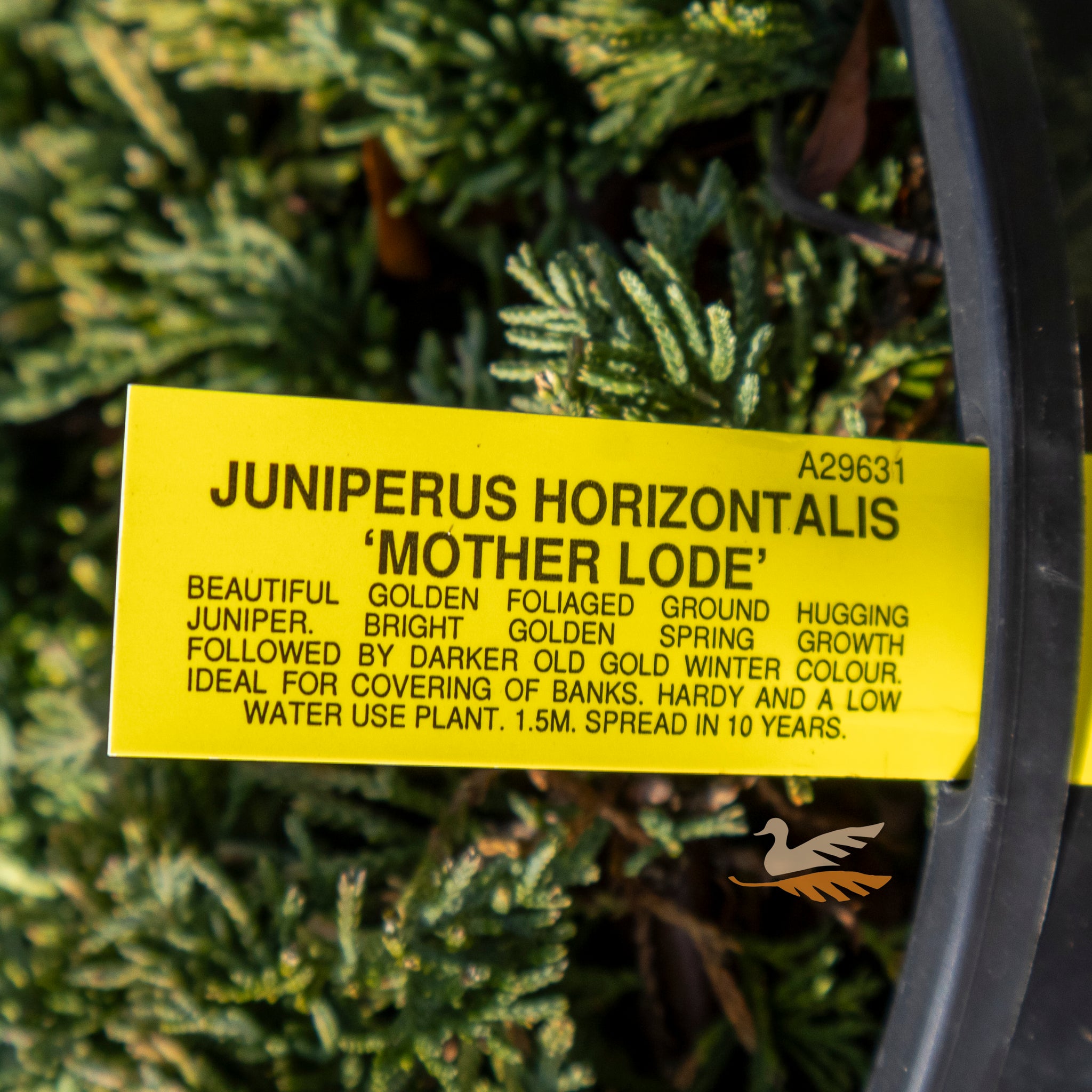 Juniperus Mother Lode - 20cm Pot