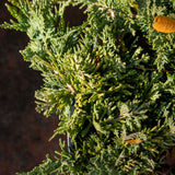 Juniperus Mother Lode - 20cm Pot