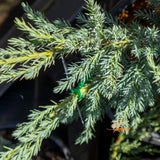 Juniperus Squamata Blue Carpet - 20cm pot